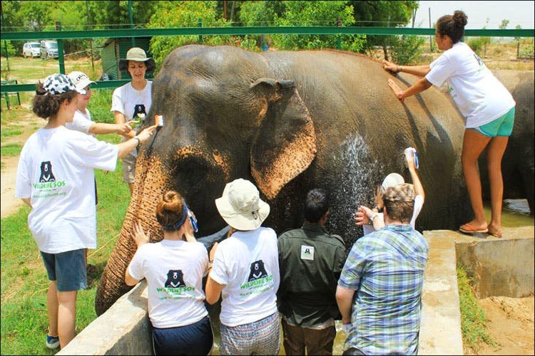 wildlife sos agra Tour