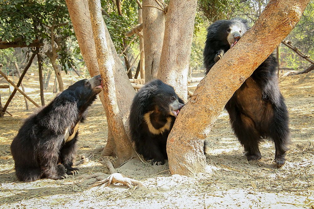 wildlife sos agra Tour
