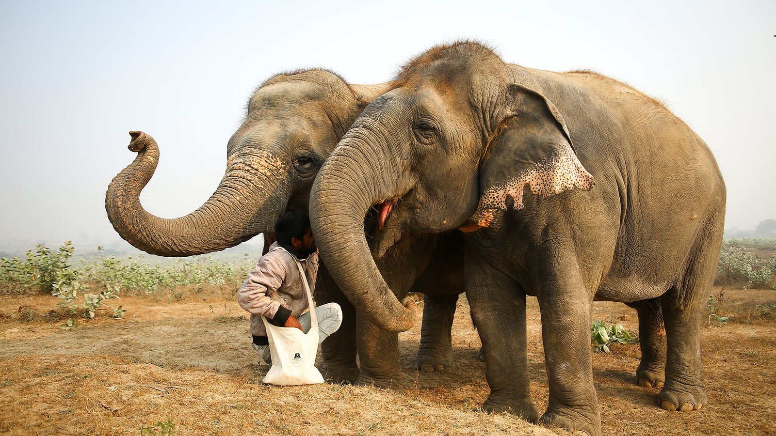 wildlife sos agra Tour