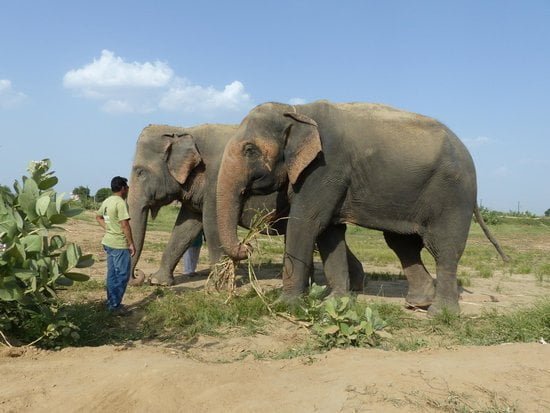 Wildlife SOS Agra Tour