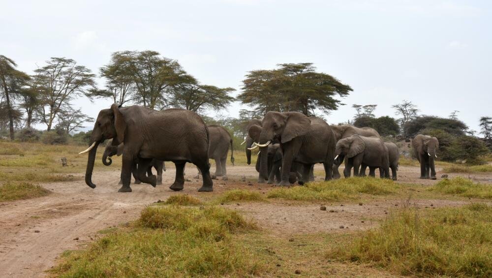 Best Wildlife Sanctuaries In Uttarakhand