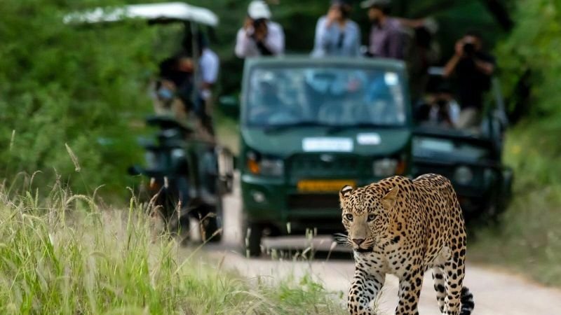 Jaipur Jhalana leopard safari