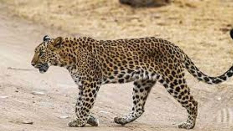 Jaipur Jhalana leopard safari