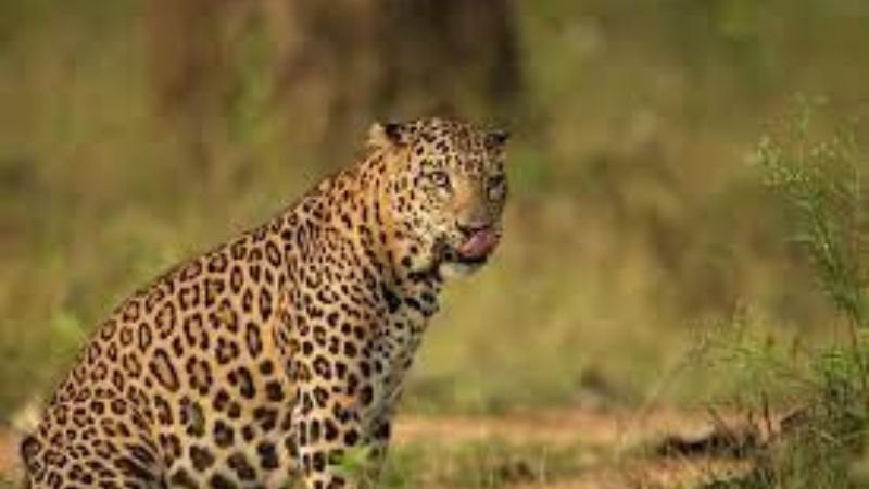 Jaipur Jhalana leopard safari